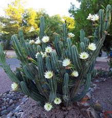 Cereus