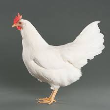 Leghorn