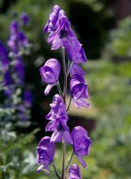 aconite