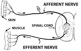 afferent