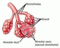 alveolar