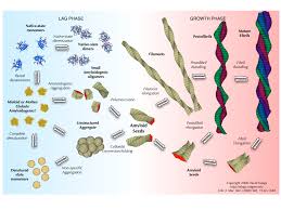 amyloid