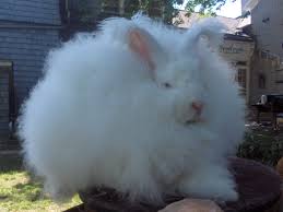 angora