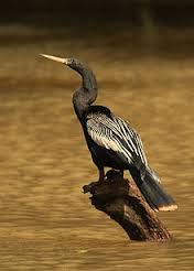 anhinga