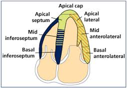 apical