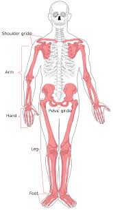 appendicular