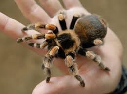 arachnologist