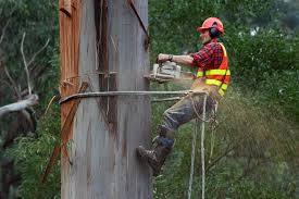 arborist