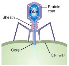 bacteriophage