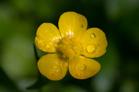 buttercup