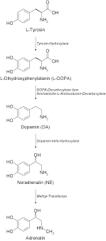 catecholamine