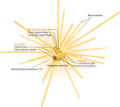 centrosome