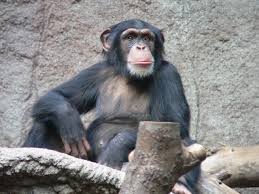 chimp