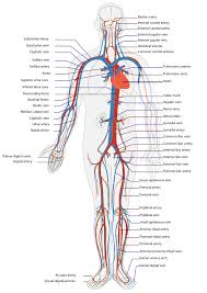 circulatory