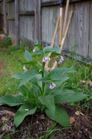 comfrey