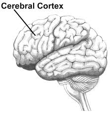 cortex