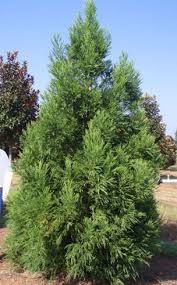 cryptomeria