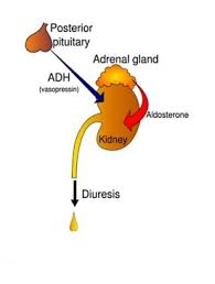 diuresis