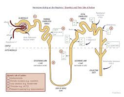 diuretic