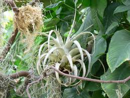 epiphyte