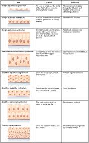 epithelial