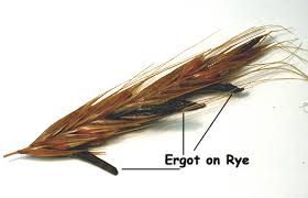 ergot