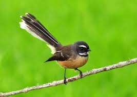 fantail