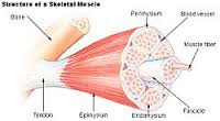 fascicle