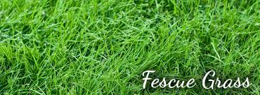 fescue