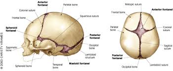 fontanelle