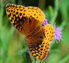 fritillary