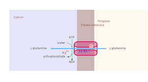 glutin