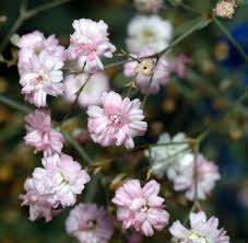 gypsophila