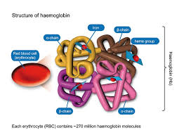 haemoglobin
