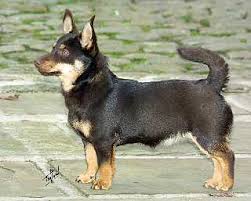 heeler