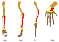 homologous