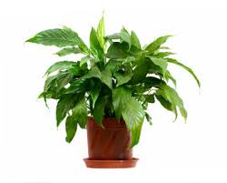 houseplant