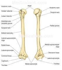 humerus