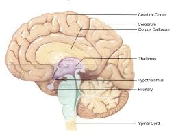 hypothalamic