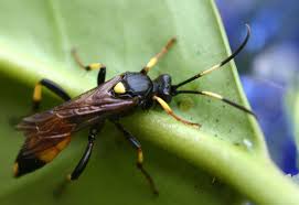 ichneumon