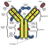 immunoglobulin