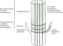 intercalary