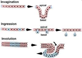 invaginate