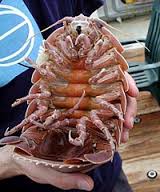 isopod