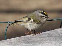 kinglet