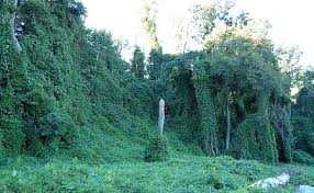 kudzu