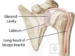 labrum