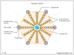 lobule