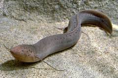 lungfish