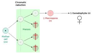 macrospore